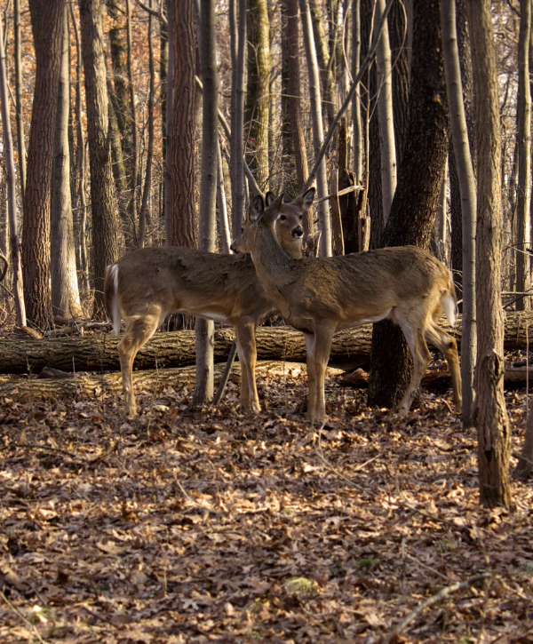 Deer fraying on stems of trees in a wood