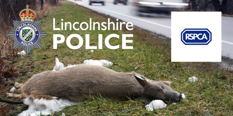 injured deer by the road with lincolnshire police and rspca logo