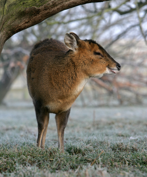 Muntjac under a tree<br />

