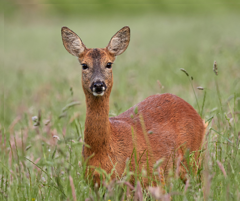 roe deer in long grass